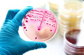 General Veterinary Microbiology