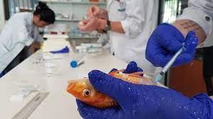 Aquatic Medicine