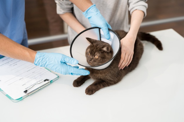 Veterinary Clinical Orientation