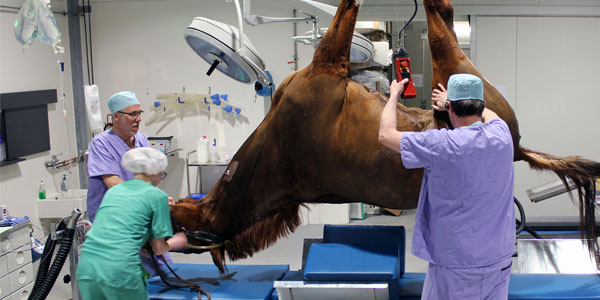 Large Animal Surgery