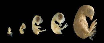 Microscopic Veterinary Anatomy (Veterinary Embryology)