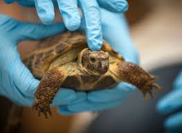 Wildlife, Exotic and Bee Medicine