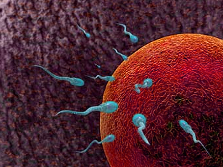 Veterinary Reproductive Physiology and Endocrinology