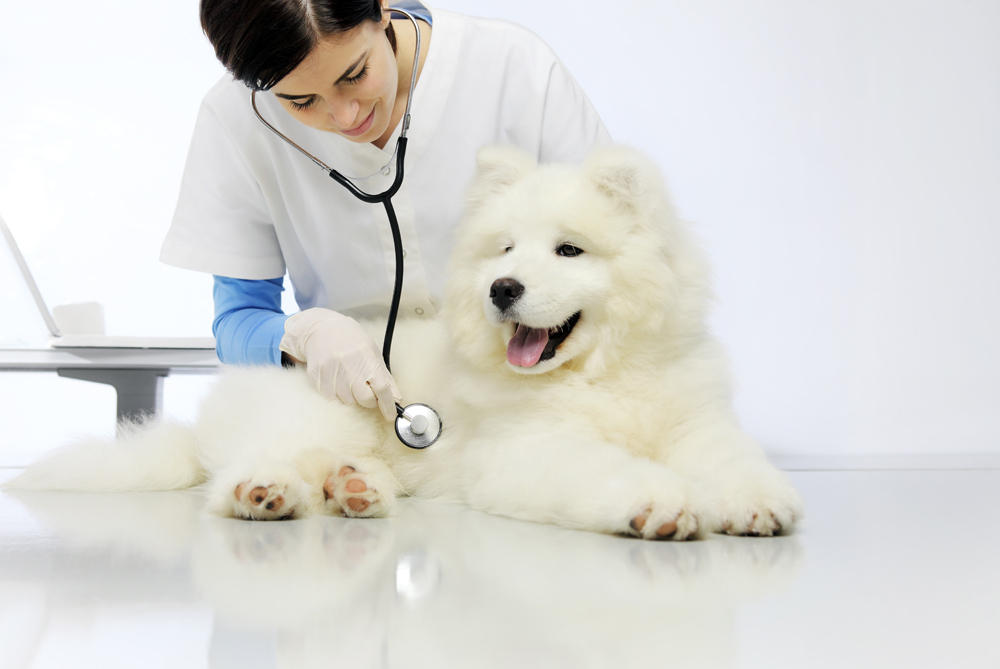 General Principles of Veterinary Medicine