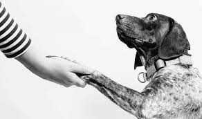 Animal Welfare and Ethology
