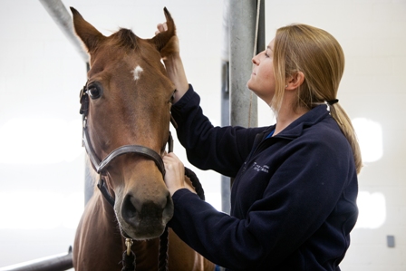 Equine Production & Health Management