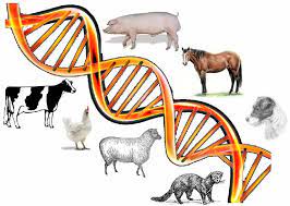 Principles of Animal Breeding and Genetics