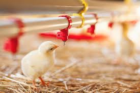Poultry Production and Flock Health Management 