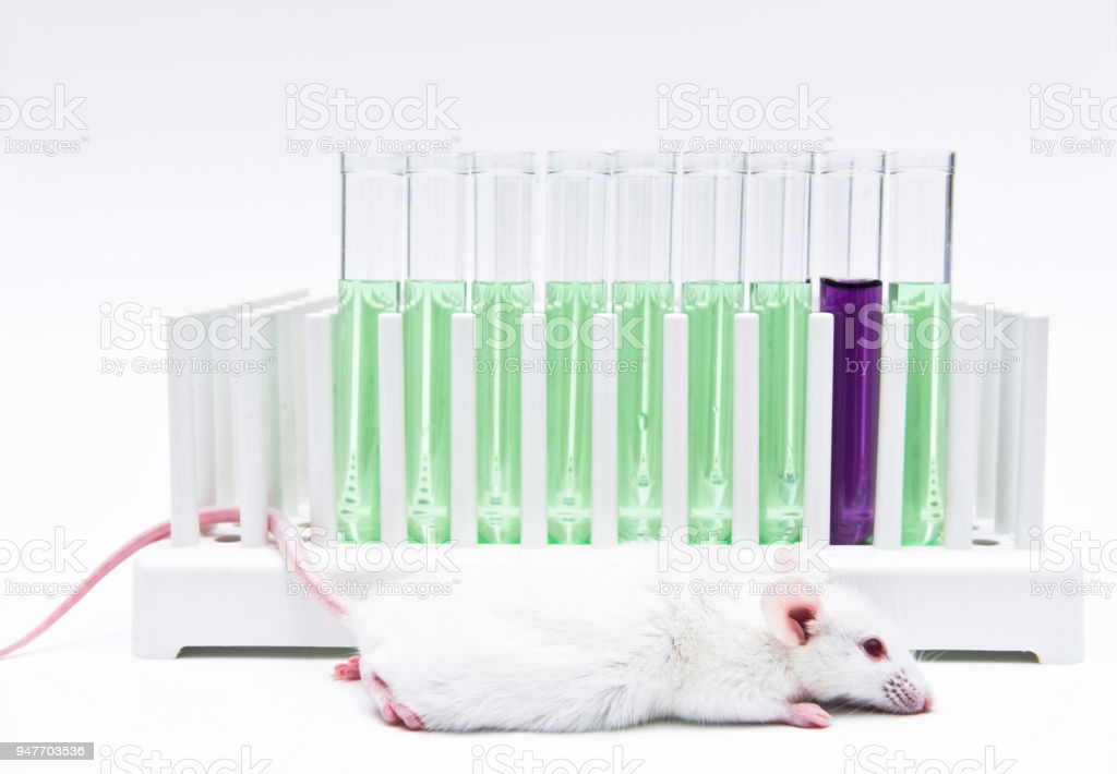 Research Methods and Scientific Paper Writing