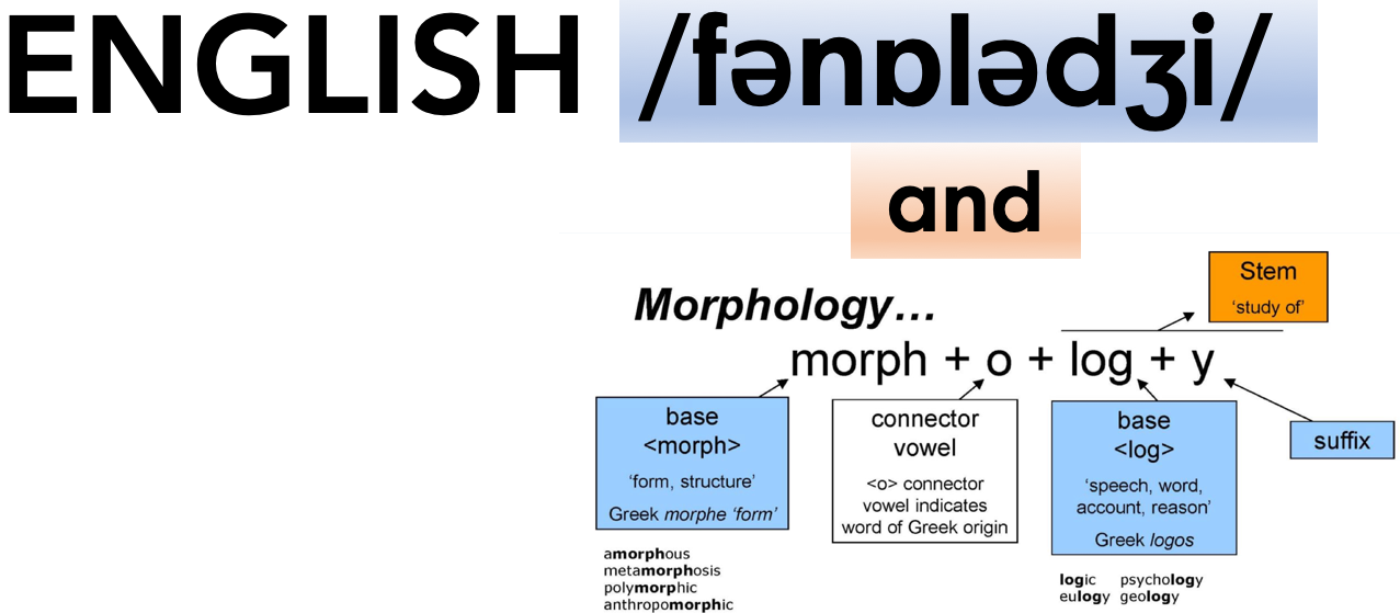 English Phonology and Morphology